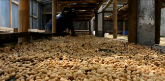 Masa Pandemi, Petani Biji Kopi di Kendal Semakin Terjepit