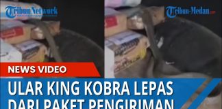 ULAR KING KOBRA Lepas dari Paket Pengiriman, Nyaris Menggigit Kurir yang Membawa Paket