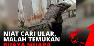 Niat Cari Ular yang Meresahkan, Warga Kotawaringin Justru Temukan Buaya Berukuran 2 Meter