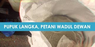 Pupuk Langka Dan Mahal, Petani Wadul Dewan