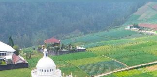 Potret Rumah Super Mewah di Tawangmangu, Ada di Tengah Sawah Halaman Seluas Lapangan