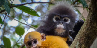 Lutung Abu Merbabu Semakin Sulit Dijumpai, Populasi Meningkat tapi Habitat Terancam