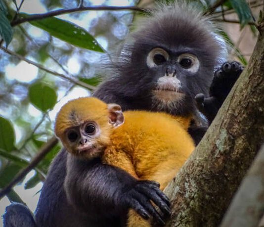Lutung Abu Merbabu Semakin Sulit Dijumpai, Populasi Meningkat tapi Habitat Terancam