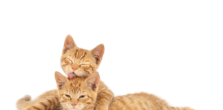 Studi Genetik Ungkap Kucing Bisa Bantu Riset Kanker pada Manusia