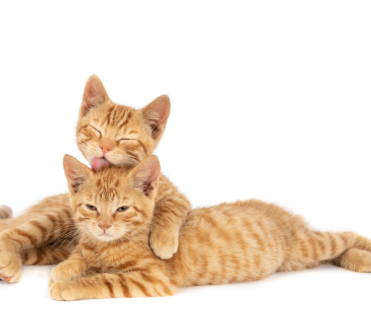 Studi Genetik Ungkap Kucing Bisa Bantu Riset Kanker pada Manusia