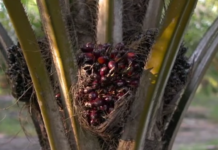 Kelapa Sawit Ditegaskan sebagai Tanaman Pertanian, Bukan Tanaman Hutan