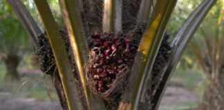 Kelapa Sawit Ditegaskan sebagai Tanaman Pertanian, Bukan Tanaman Hutan