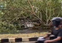 Sisa Pohon Tumbang di Jalan Ketileng Semarang Masih Hambat Lalu Lintas Pagi Ini
