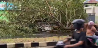 Sisa Pohon Tumbang di Jalan Ketileng Semarang Masih Hambat Lalu Lintas Pagi Ini