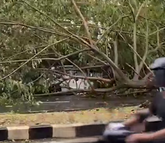 Sisa Pohon Tumbang di Jalan Ketileng Semarang Masih Hambat Lalu Lintas Pagi Ini