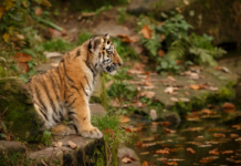 Virus Mematikan Renggut Dua Anak Harimau di Kebun Binatang Bandung