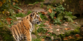 Virus Mematikan Renggut Dua Anak Harimau di Kebun Binatang Bandung