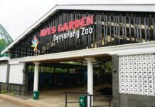 Pemkot Semarang Pastikan Penanganan Kematian Harimau Benggala Putih koleksi Semarang Zoo Telah Dilaksanakan Sesuai Prosedur